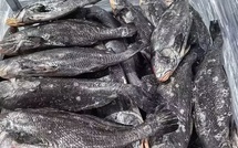 Mercure dans le poisson importé : le ministère des Pêches rassure, le Brown Croaker déclaré sans danger pour la consommation