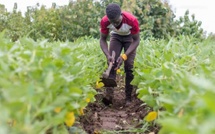 ​Sénégal : la question des semences horticole reste sans solution durable