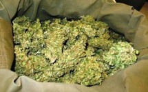 Trafic de chanvre indien et de Kush : onze (11) présumés dealers arrêtés à Diamniadio