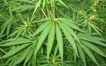 Tambacounda : un homme de 47 ans cultivait du chanvre indien dans son domicile