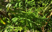 Tambacounda : Démantèlement d’une culture de chanvre indien dissimulée dans un champ de maïs, un individu arrêté 