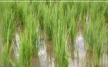 Matam : la crue du fleuve Sénégal submerge 1 242 hectares de terres agricoles