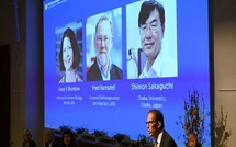 Le Nobel de médecine décerné aux Américains Mary E. Brunkow, Fred Ramsdell et au Japonais Shimon Sakaguchi