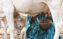 ​Crise de la FVR : le Sénégal suspend la vente de lait, les éleveuses en "détresse économique"