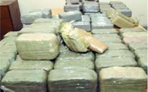 Ziguinchor : 480 kg de chanvre indien et 70 boulettes de cocaïne saisis par la Douane