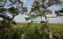 Sébikotane : les populations en colère face à la concession de 115 hectares de forêt classée