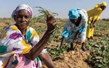 Autonomisation des femmes : un comité de Développement Régional mis en place pour faciliter l'accès au foncier