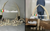 Trafic d’ivoire : 105 pièces saisies à Ouakam par la Sûreté urbaine 