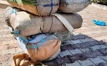 Fimela : 790 kg de chanvre indien saisis, quatre suspects déférés à Fatick