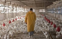 Thiès : un homme condamné à quatre mois de prison ferme pour avoir volé des œufs 