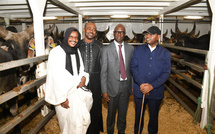 Souveraineté alimentaire : l’État réceptionne 1 050 bovins pour moderniser l’élevage sénégalais