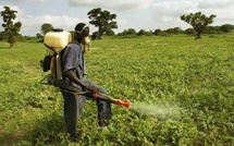 Horticulture au Sénégal : l’usage des pesticides, un « mal nécessaire » qui exige un contrôle
