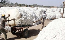 Campagne cotonnière 2025-2026: une augmentation de 86,73% enregistrée à mi-parcours à Kédougou