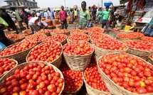 Campagne de production agricole : plus de 80 000 tonnes de tomates industrielles attendues en 2026
