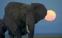 Le Kenya va brûler 105 tonnes d'ivoire