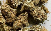 ​Bignona : quatre (04) individus interpellés avec 06 kg de chanvre indien