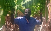 Production de la banane: ​le cri du cœur des acteurs de Gouloumbou