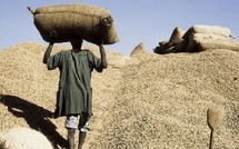 Commercialisation d’arachidière à Sédhiou: 60 444 tonnes collectées,  un stock de 2275 tonnes en attente 