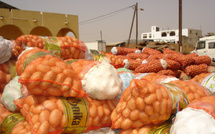 Kayar : le cri de détresse des producteurs de pommes de terre face aux importations