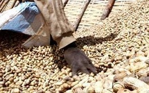 Échec de la campagne arachidière : les producteurs bradent leurs récoltes à 250 FCFA