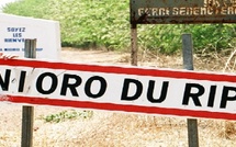 ​Nioro-du-Rip : le cri d'alarme face à l'agonie des forêts et la menace climatique