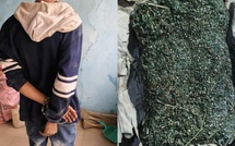 ​Sédhiou : Un étudiant de l’UGB arrêté en possession de 3 kg de chanvre indien 