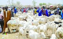 ​Tabaski 2026 : le Sénégal anticipe un besoin de 860 000 moutons
