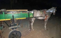 Mbour : 600 Kg de chanvre indien saisis, un individu arrêté, des suspects recherchés