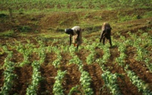 Burkina Faso: une web TV pour redorer l'image de l'agriculture