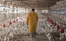 Approvisionnement en poulets durant la Korité : un bilan jugé satisfaisant par les aviculteurs