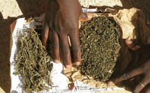 Lutte contre la drogue : Le GARSI 1 saisit 16 kg de chanvre indien à la frontière malienne