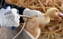 Grippe aviaire : un premier cas humain confirmé en Italie chez un patient de retour du Sénégal, selon l’OMS