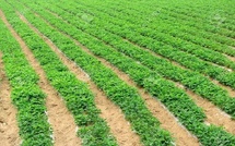 Hivernage 2026 : Le Chef de l'État ordonne une préparation anticipée de la campagne agricole