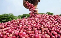  Tabaski : Les producteurs d’oignon garantissent une production « suffisante et de qualité »