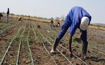 Mbour : les agriculteurs et maraîchers dénoncent le manque d’infrastructures et d'intrants