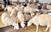 Élevage : Alerte sur le prix du mouton après l'explosion des coûts de l'aliment de bétail
