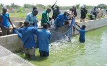 Objectif 2030 : L'ANA veut produire 20 000 tonnes de poisson et créer 26 000 emplois