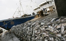 Gestion des ressources halieutiques : L'État suspend l'attribution des nouvelles licences de pêche démersale