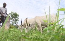 Nigeria: le Benue, théâtre des rivalités meurtrières entre paysans et pasteurs