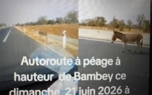 Bambey : la présence récurrente d'animaux en divagation sur l'autoroute Ila Touba signalée ce dimanche