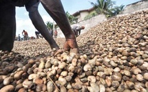 Anacarde : lancement des 72 heures du CROFAZ pour transformer la filière à Ziguinchor