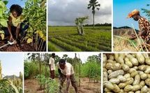 Souveraineté alimentaire : l’ENSA et le PRODAC s’allient pour booster l’innovation agricole au Sénégal