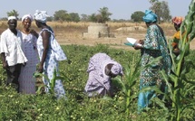 Sénégal : les fermes agricoles du FSRP prennent forme à Thiès et Diourbel