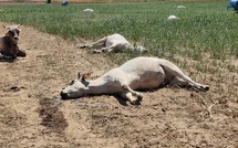 Kaffrine : 22 vaches tuées par une intoxication au sorgho à Simbara
