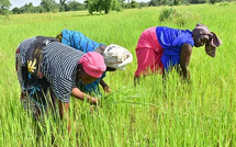 Souveraineté alimentaire : un programme de 150 milliards de FCFA lancé
