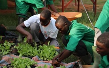 Matam : l’agronome Pape Samba Sow préconise l'engrais organique pour booster l'agroécologie