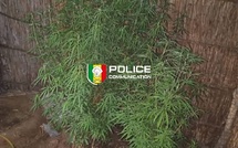 Saisie de cannabis à domicile : un individu arrêté à Diourbel