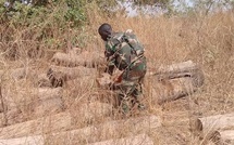 Lutte contre le trafic de bois : La Zone militaire n°5 saisit plus de 80 billons de teck en Casamance (Dirpa)