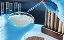 Riz contaminé ou guerre d'experts ? Autopsie d'un scandale d'État au Sénégal