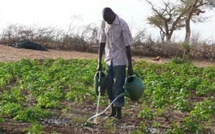 Risques climatiques : L'ANACIM mise sur des prévisions axées sur les impacts agricoles